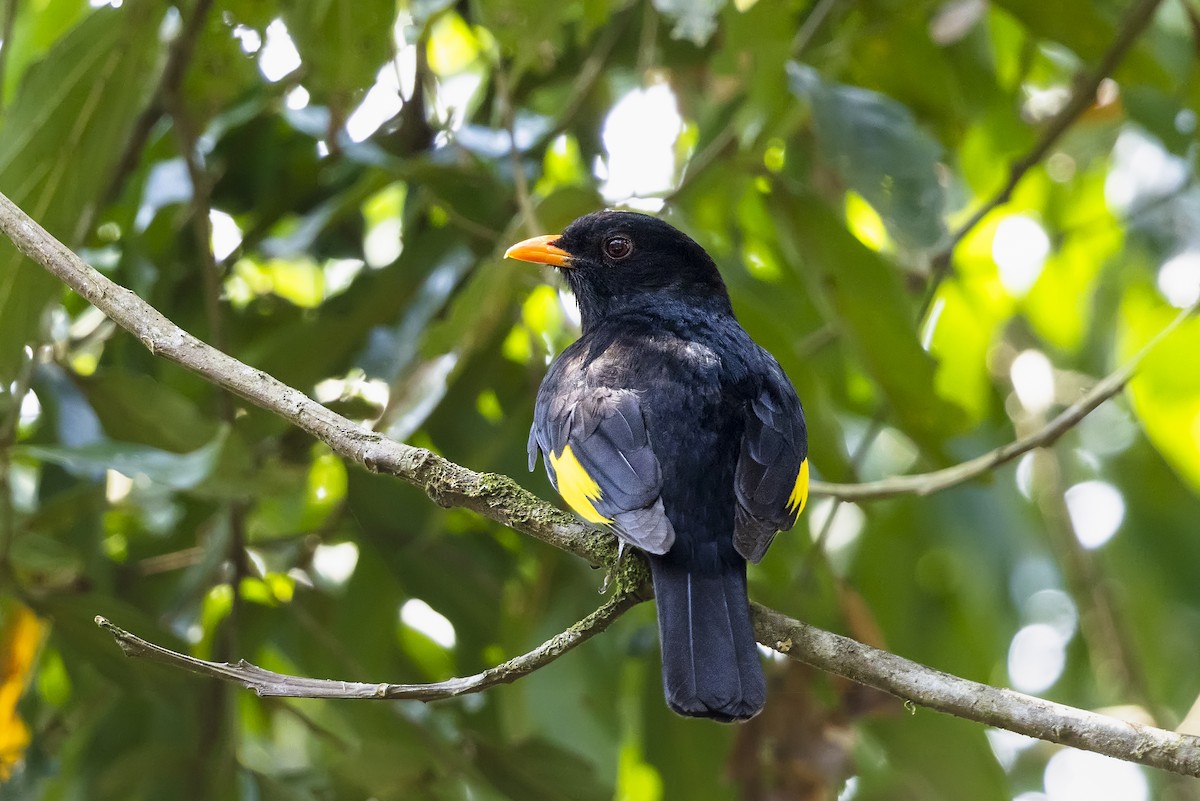 Cotinga Negro - ML647035948