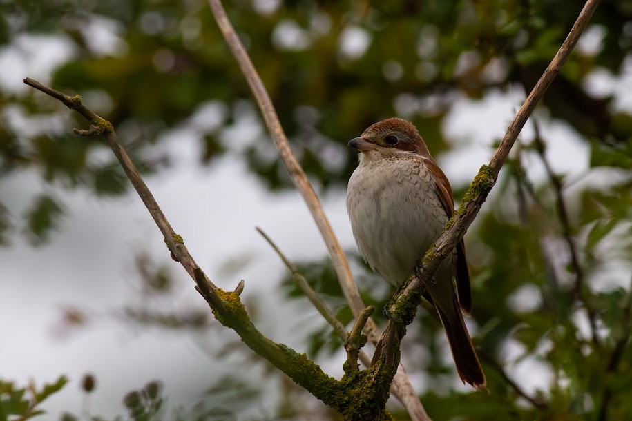 Red-backed Shrike - ML647035950