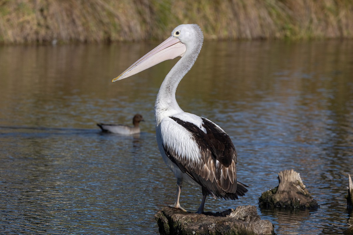 Pelícano Australiano - ML647035951