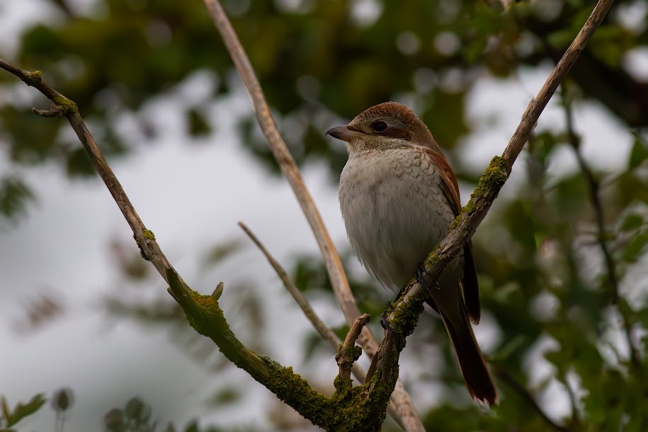 Red-backed Shrike - ML647035952