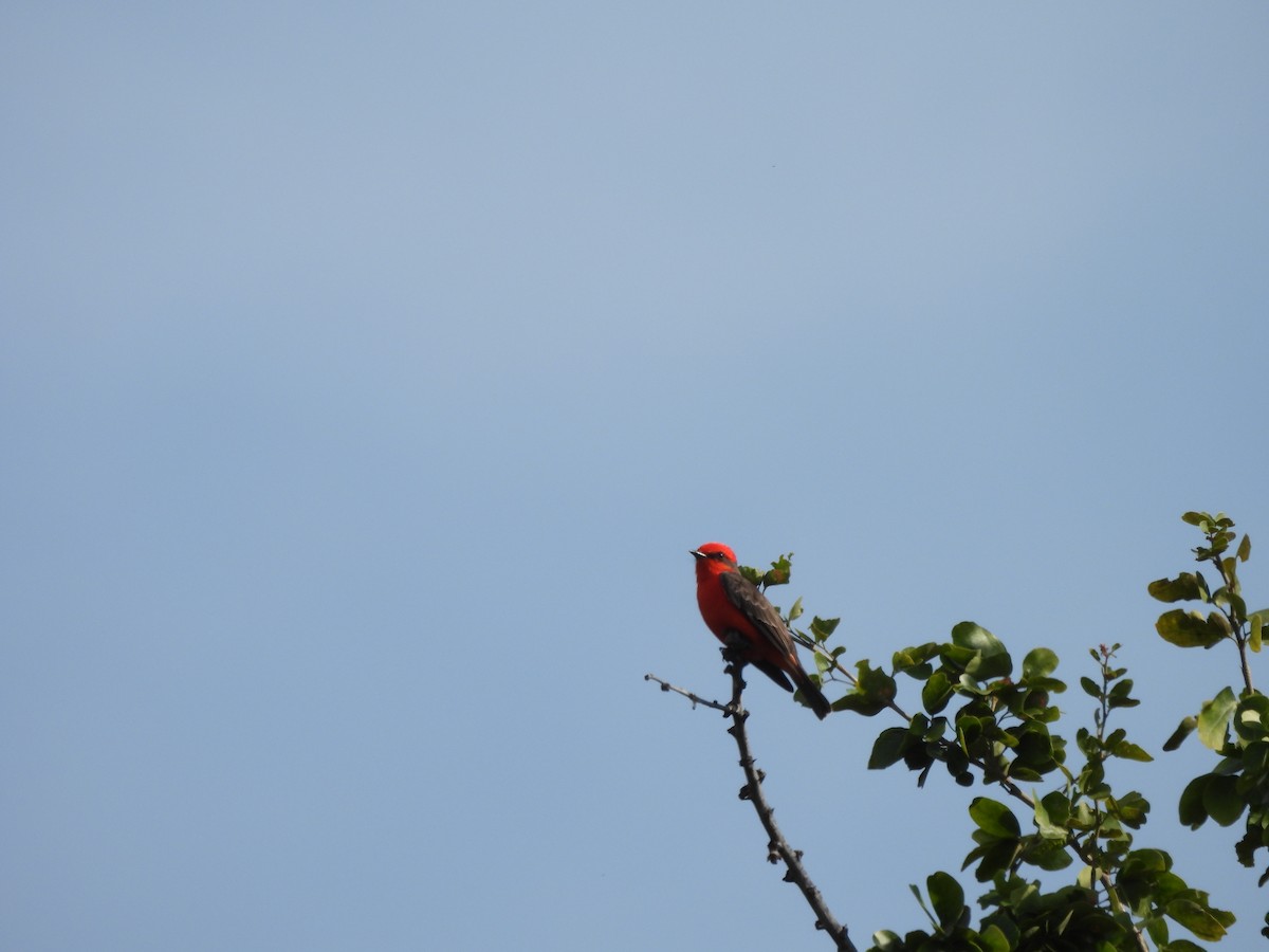 Mosquero Cardenal - ML647035953