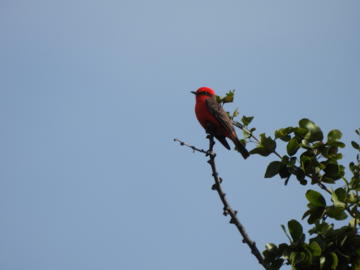 Mosquero Cardenal - ML647035954