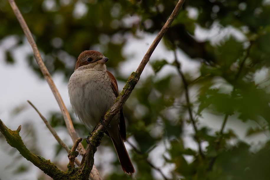Red-backed Shrike - ML647035955