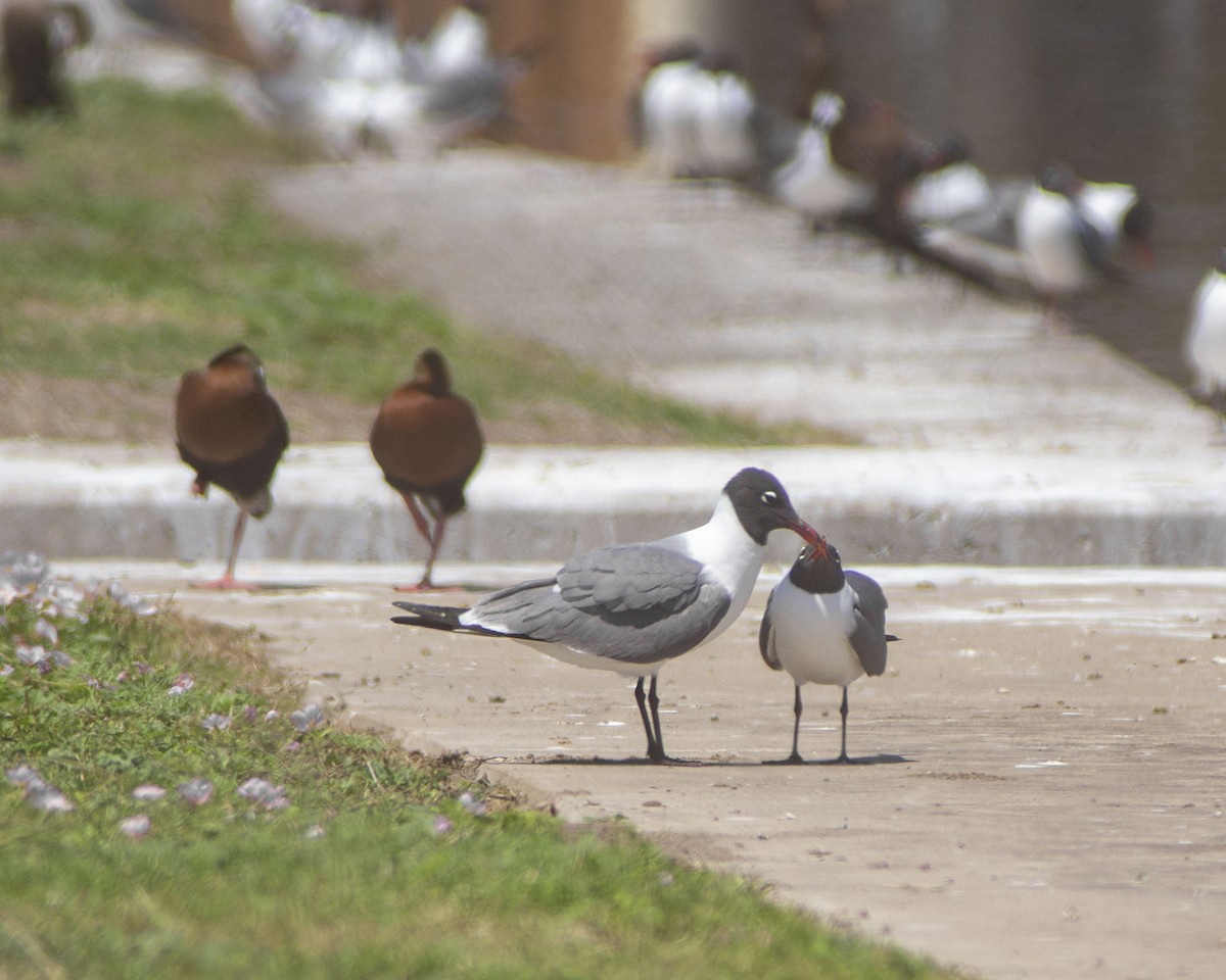 Gaviota Guanaguanare - ML647035956