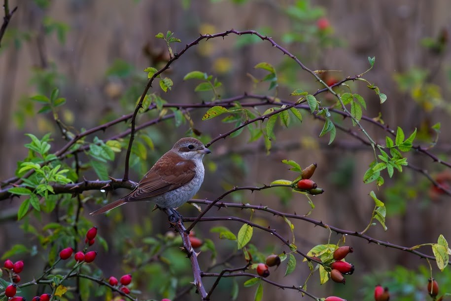 Red-backed Shrike - ML647035958