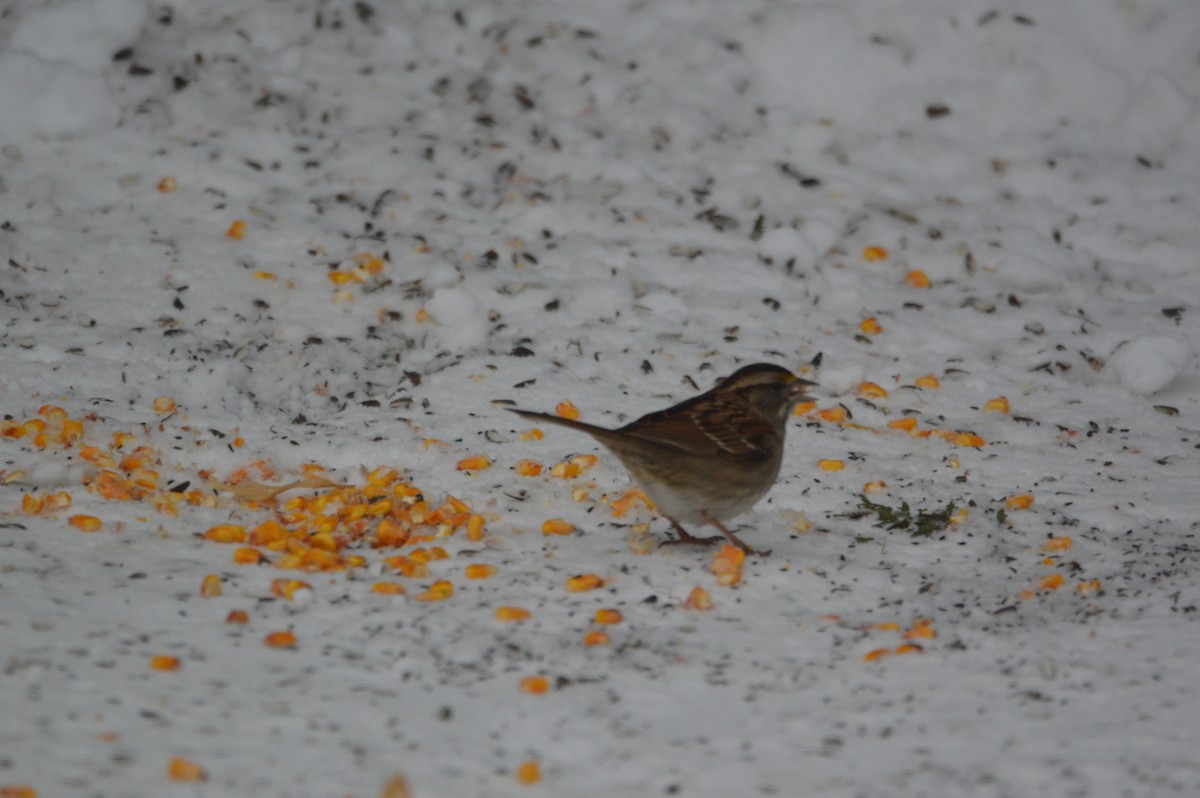 White-throated Sparrow - ML647035966