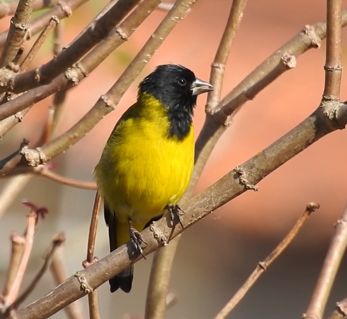 Hooded Siskin - ML647035982