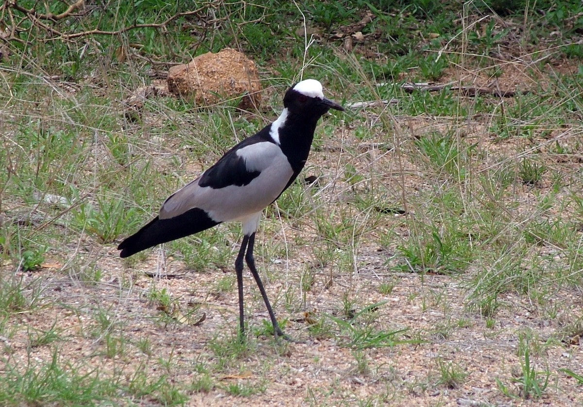 Blacksmith Lapwing - ML647035996