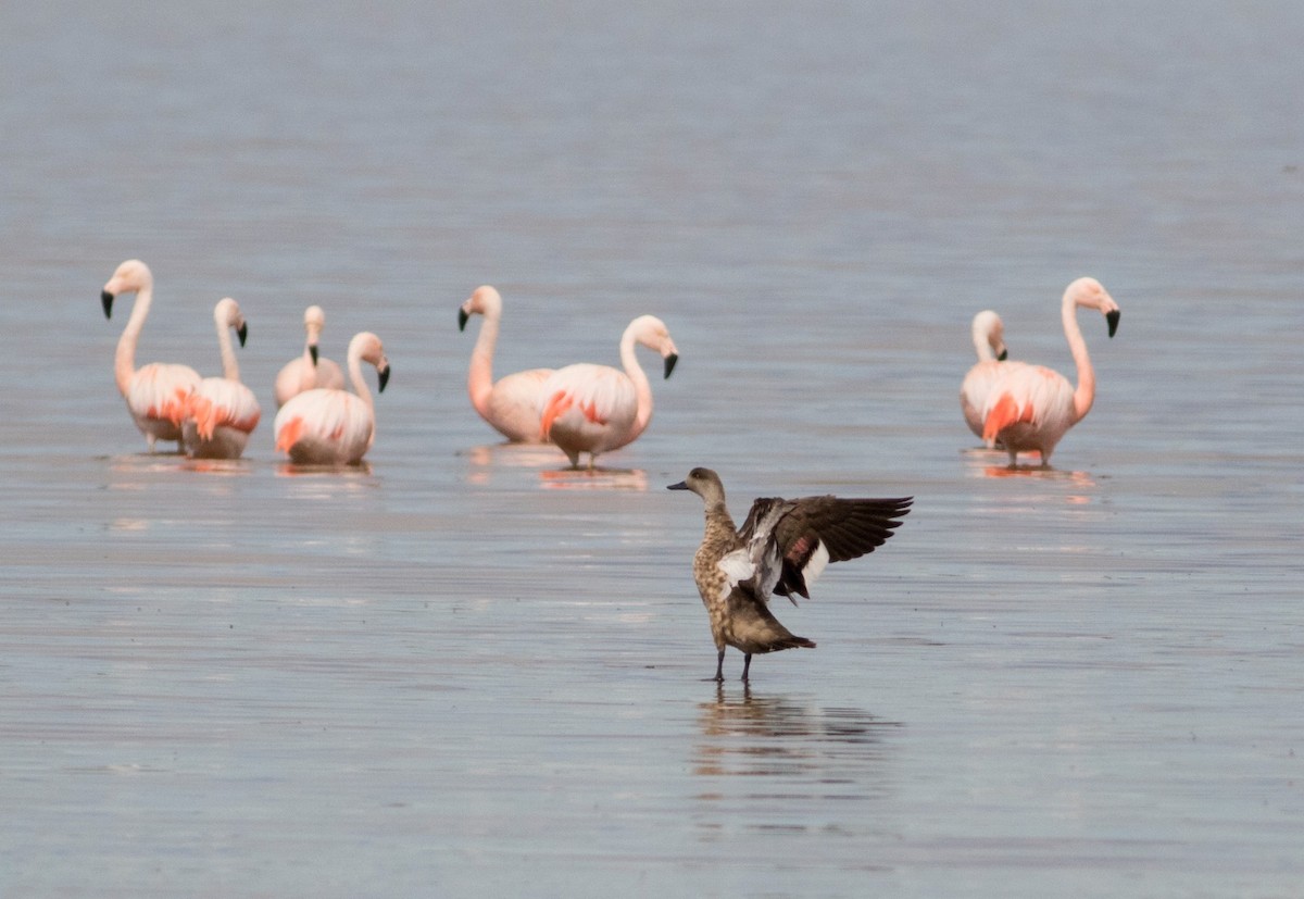 kachna vlasatá - ML647036000