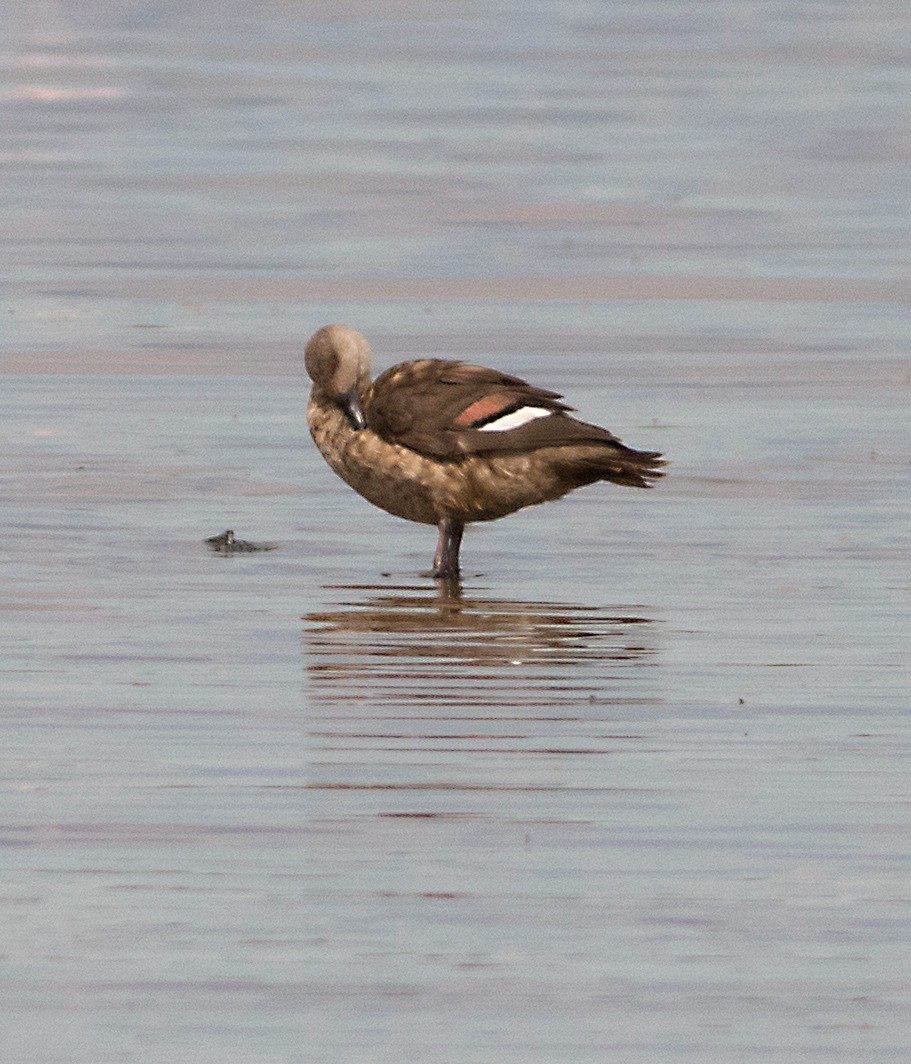 kachna vlasatá - ML647036001