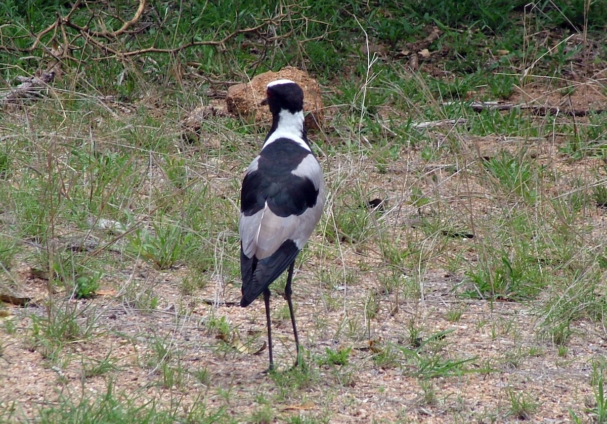 Blacksmith Lapwing - ML647036003
