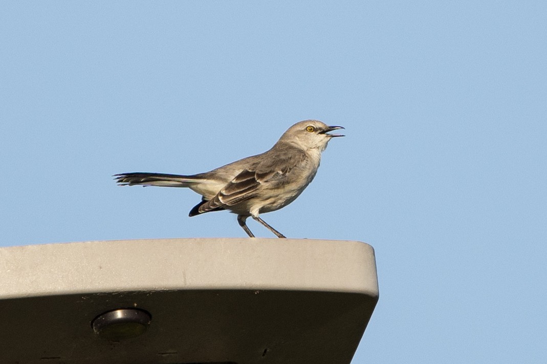 drozdec mnohohlasý - ML647036008