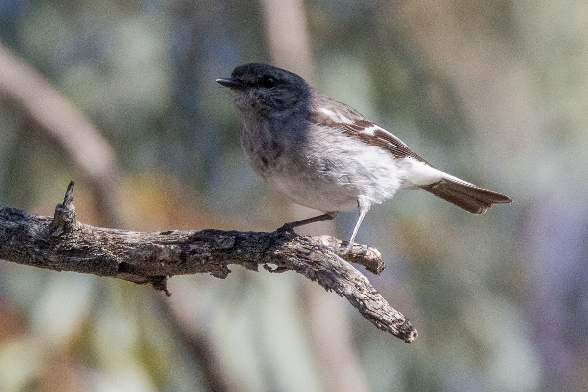 Hooded Robin - ML647036009