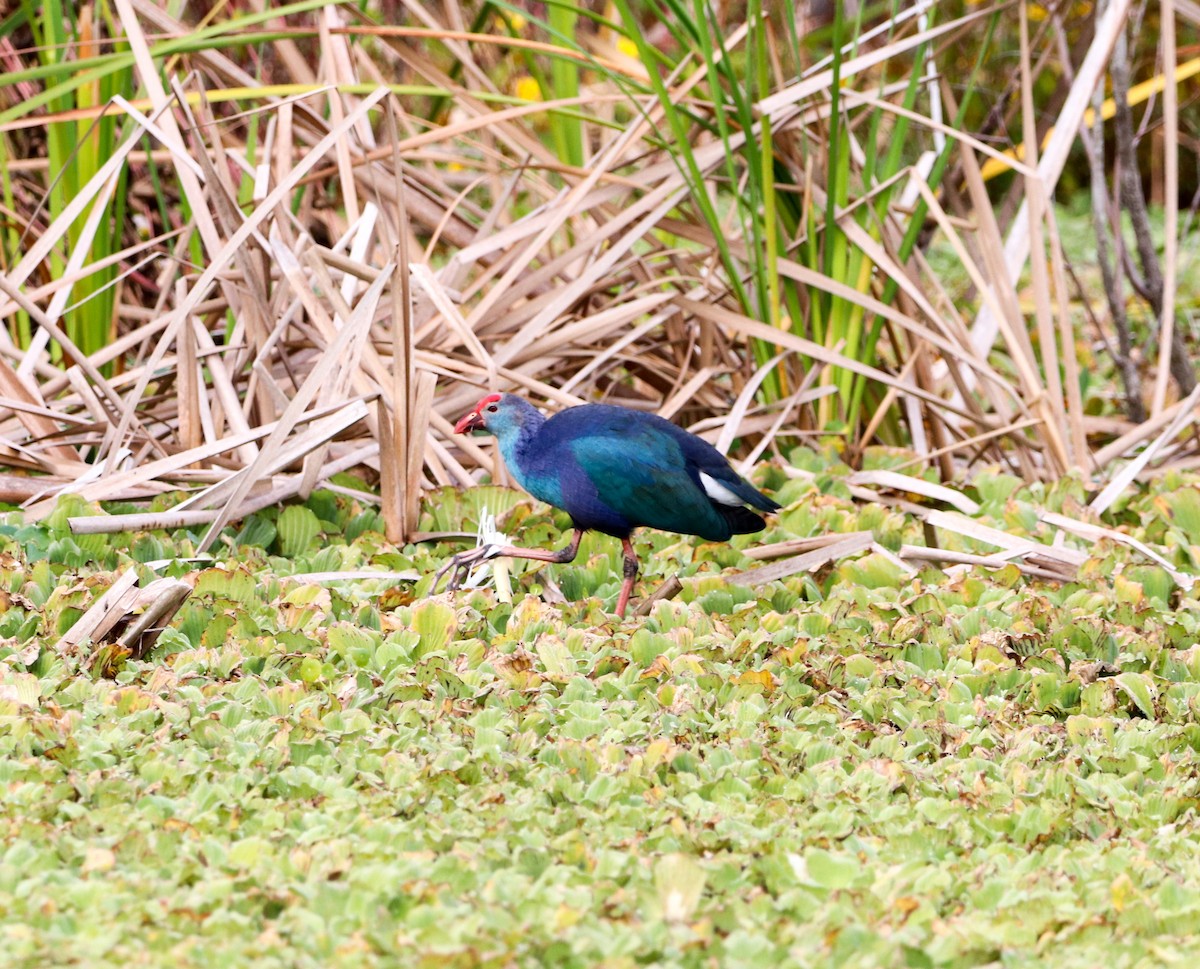 Uroilo urdin burugrisa - ML647036013