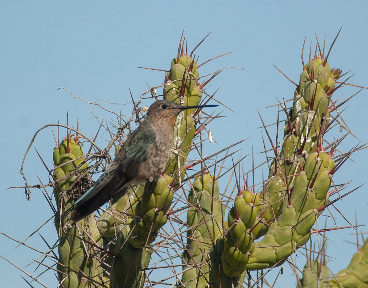 Giant Hummingbird - ML647036031