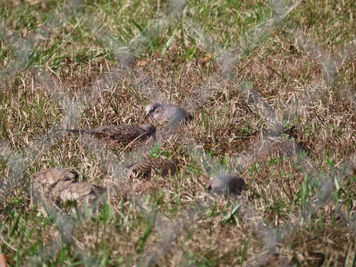 holoubek mexický - ML647036041