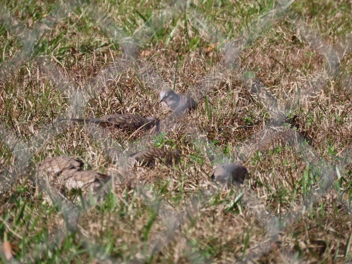 holoubek mexický - ML647036042