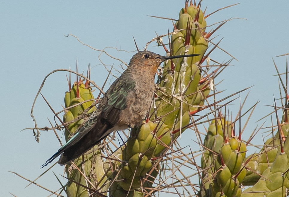 Giant Hummingbird - ML647036044