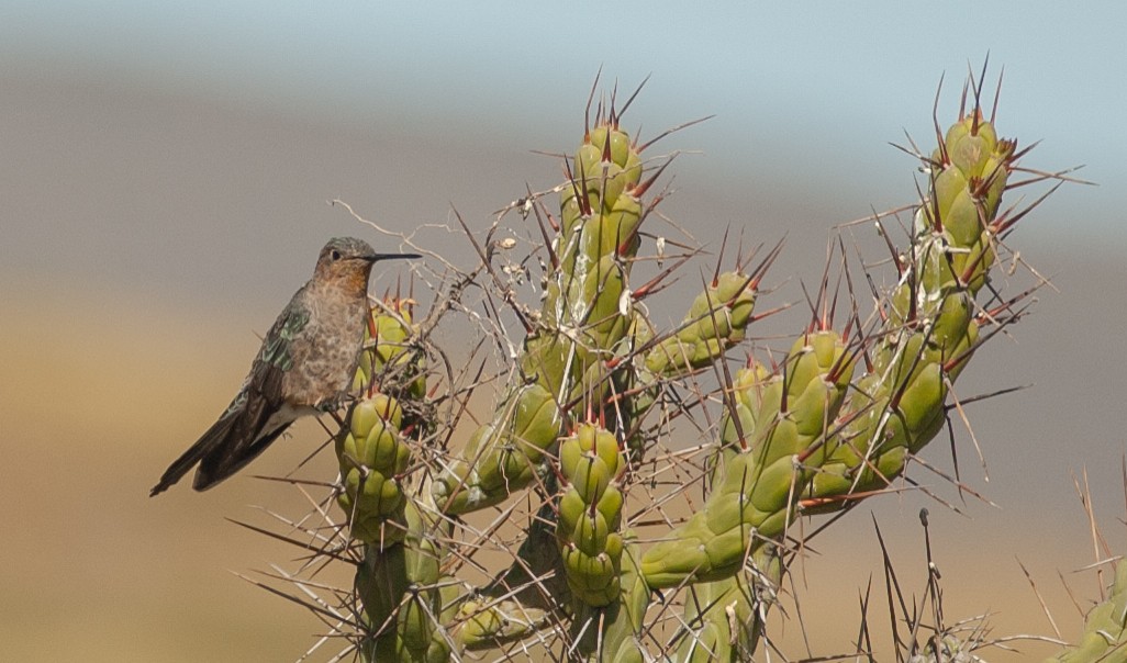 Giant Hummingbird - ML647036045