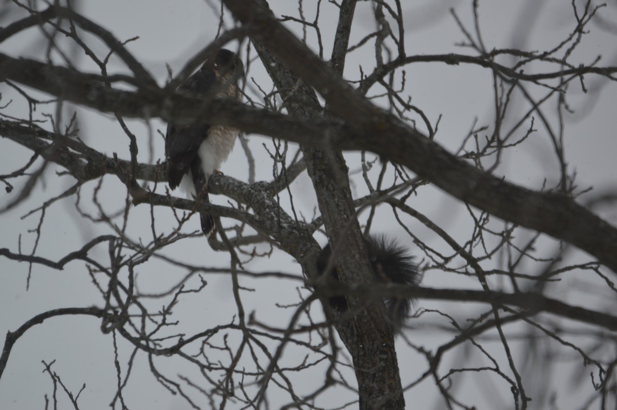 Sharp-shinned/Cooper's Hawk - ML647036046