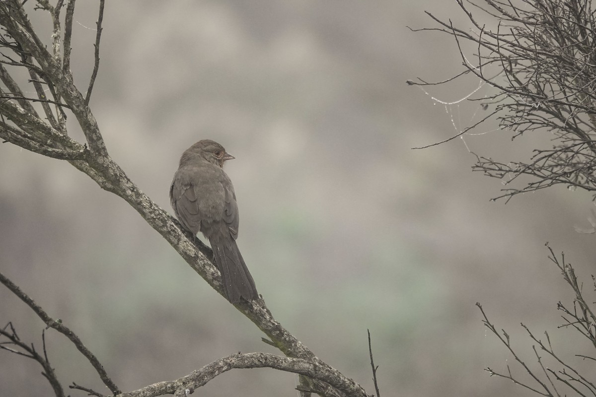 California Towhee - ML647036049