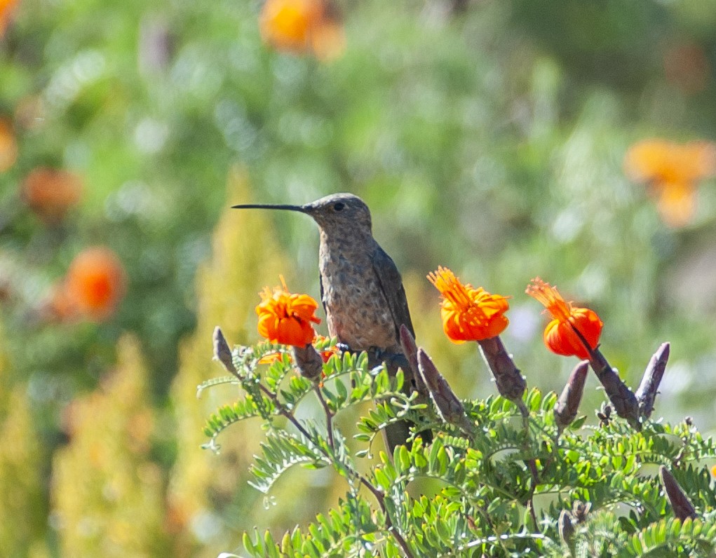 Giant Hummingbird - ML647036051