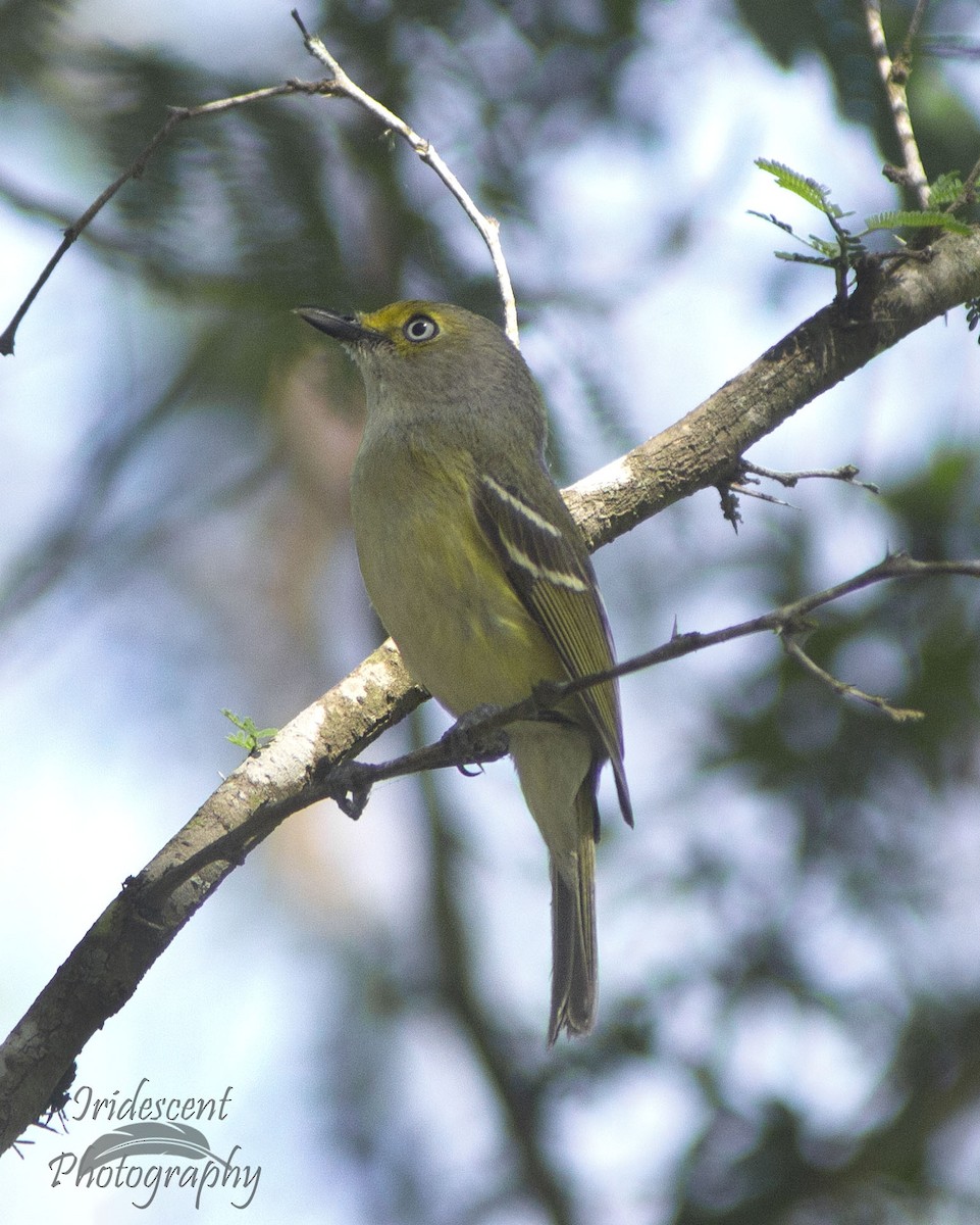 White-eyed Vireo - ML647036054