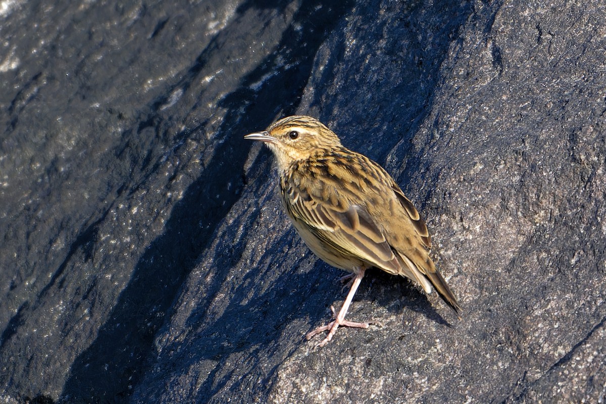 Nilgiri Pipit - ML647036055