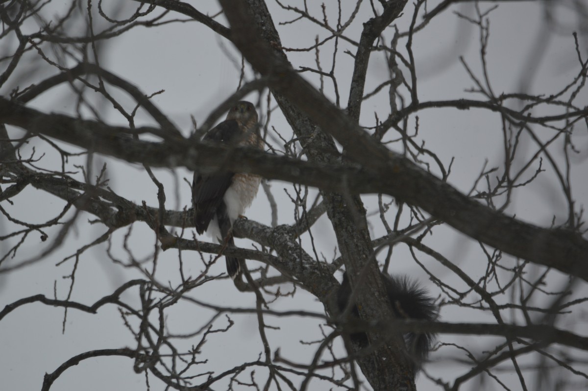 Sharp-shinned/Cooper's Hawk - ML647036057