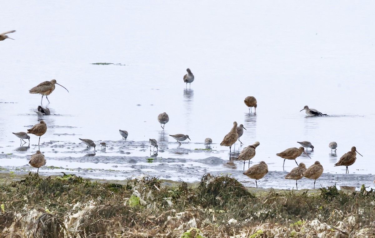 Bécasseau maubèche - ML647036059