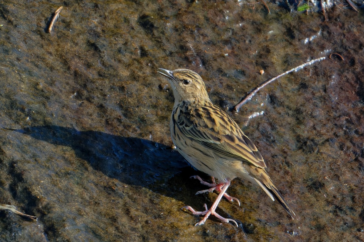Nilgiri Pipit - ML647036062
