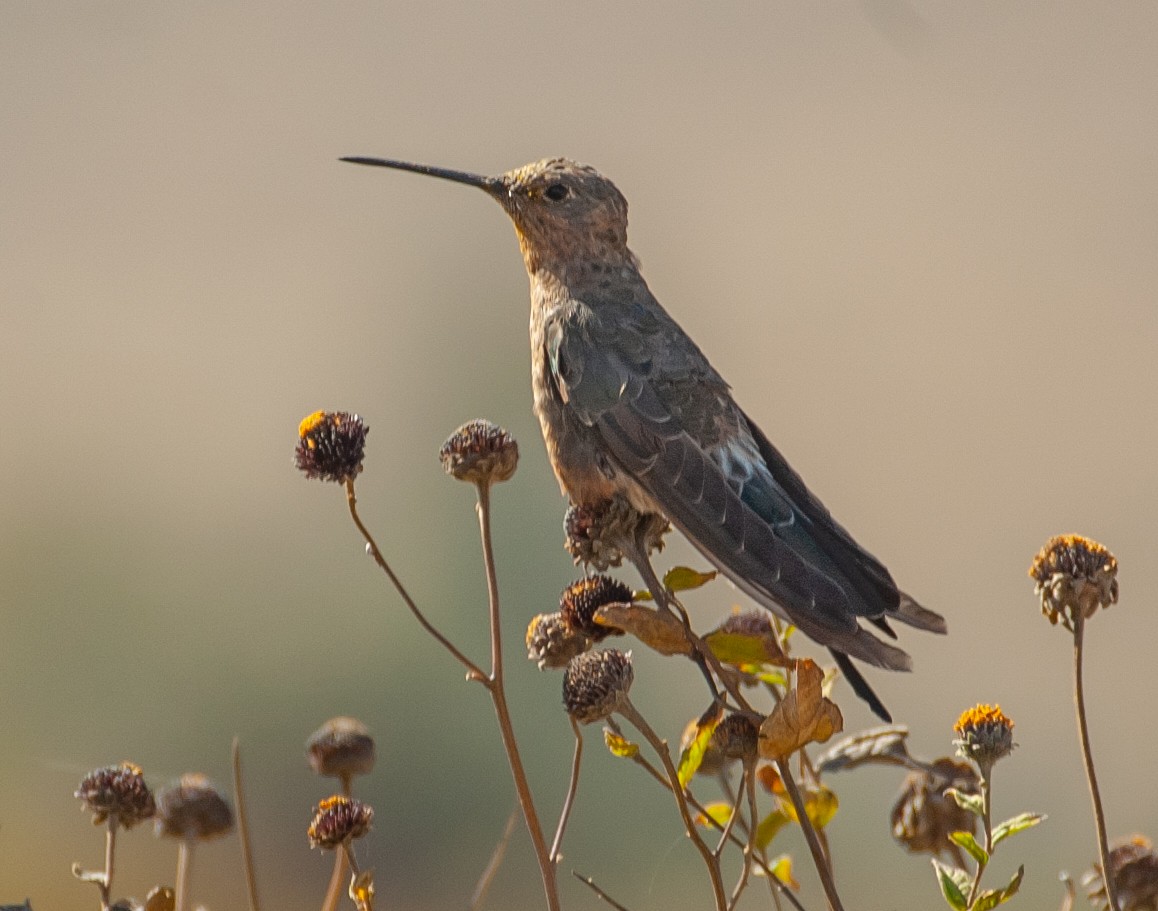 Giant Hummingbird - ML647036066