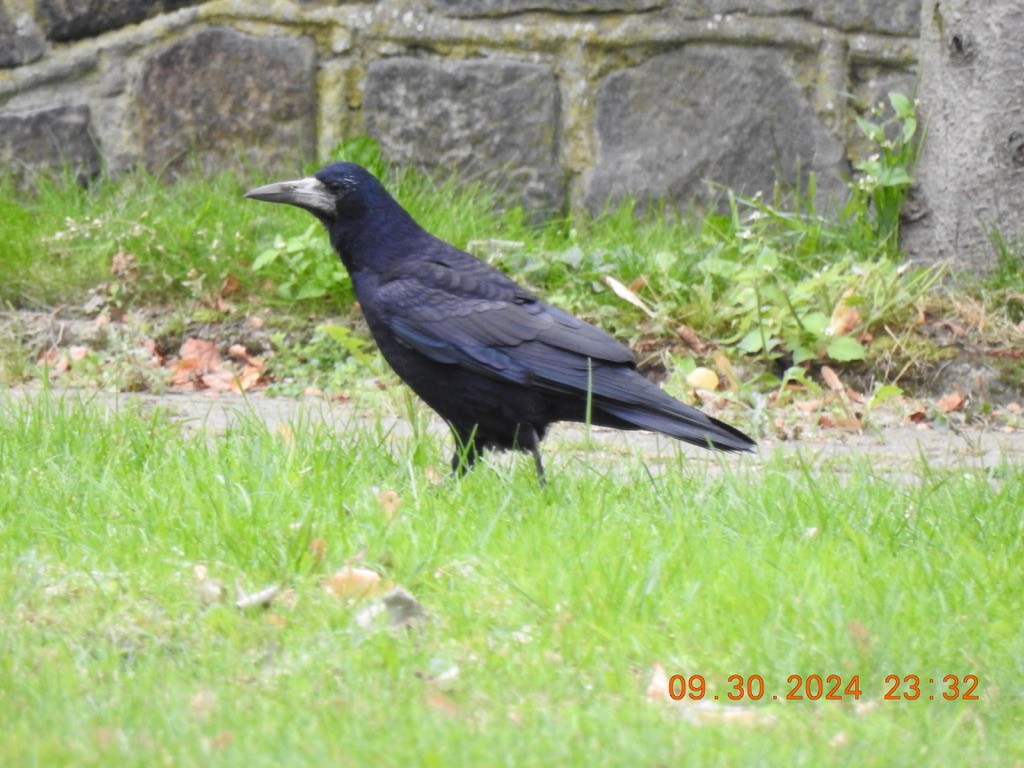 Ekin Kargası - ML647036067