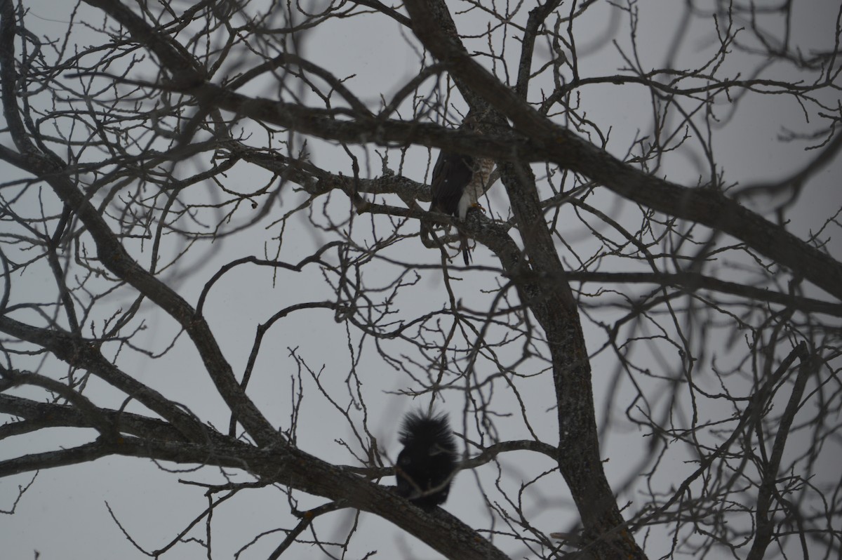 Sharp-shinned/Cooper's Hawk - ML647036077