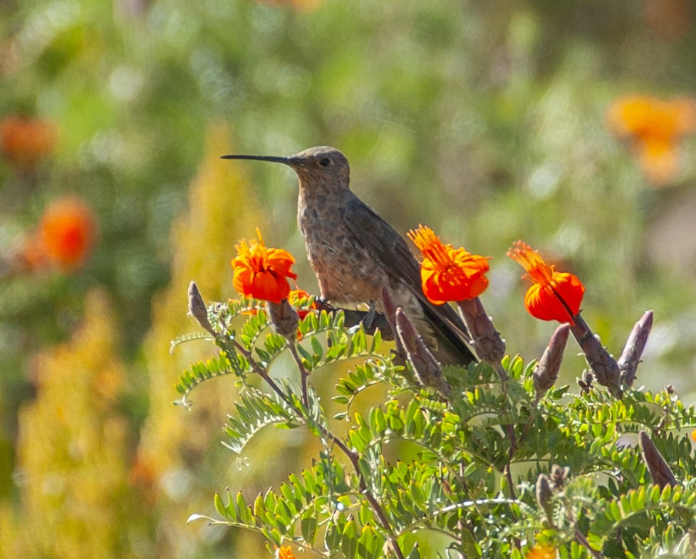 Giant Hummingbird - ML647036081