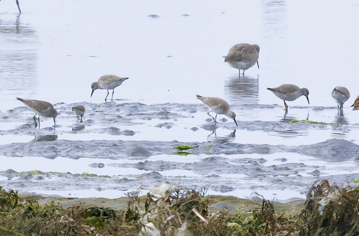 Bécasseau maubèche - ML647036082