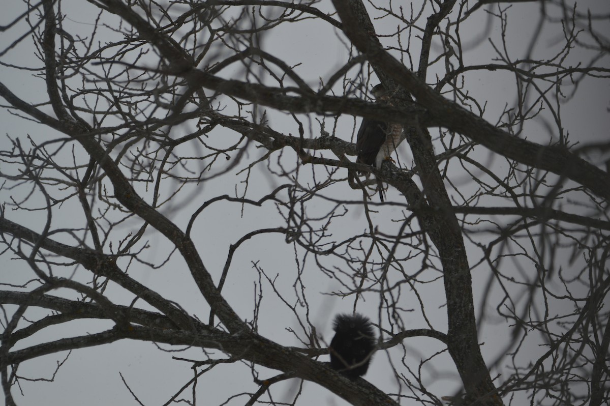 Sharp-shinned/Cooper's Hawk - ML647036086