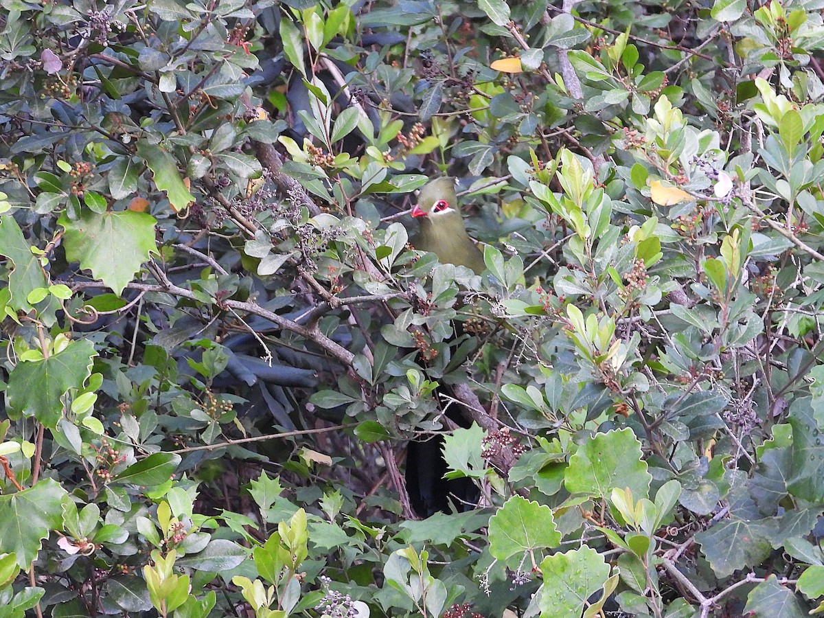 Knysna Turaco - ML647036087