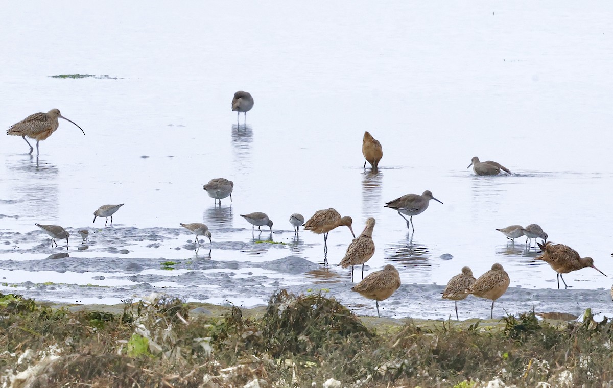 Bécasseau maubèche - ML647036092