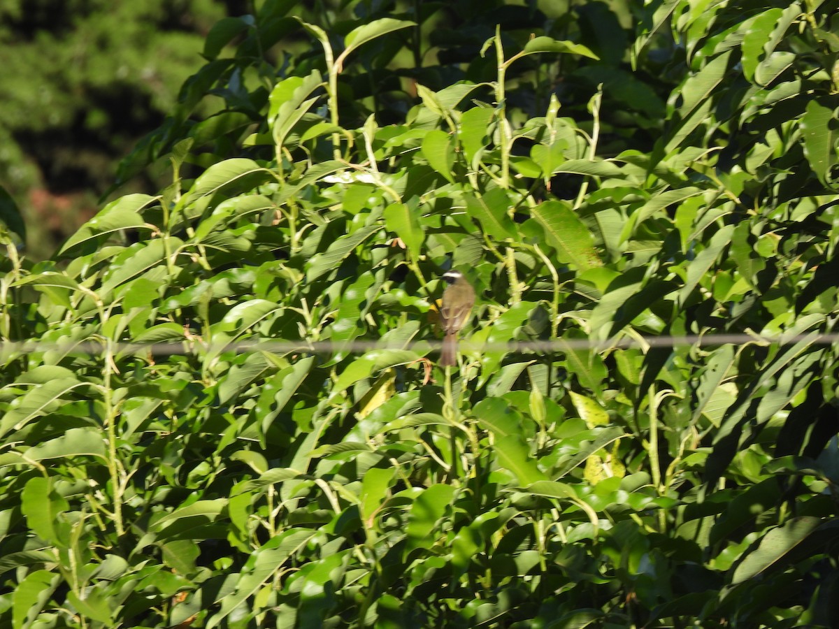 Social Flycatcher - ML647036095