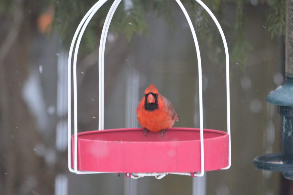 Northern Cardinal - ML647036117