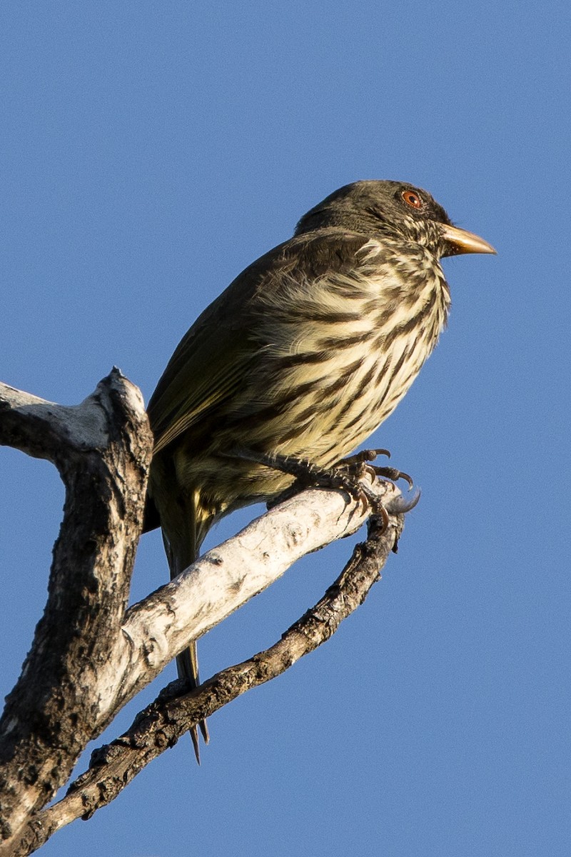 Esclave palmiste - ML647036127