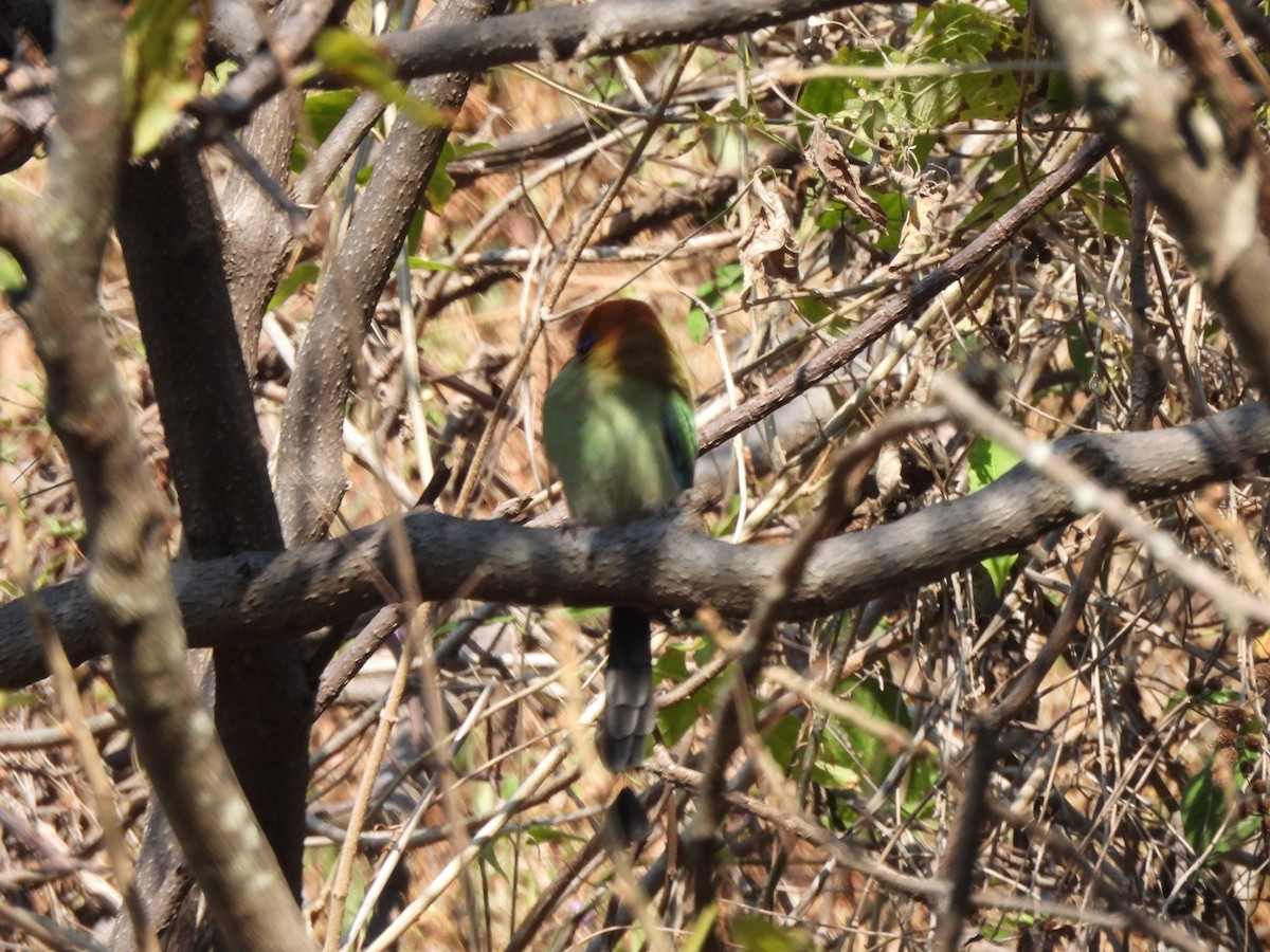 Russet-crowned Motmot - ML647036137