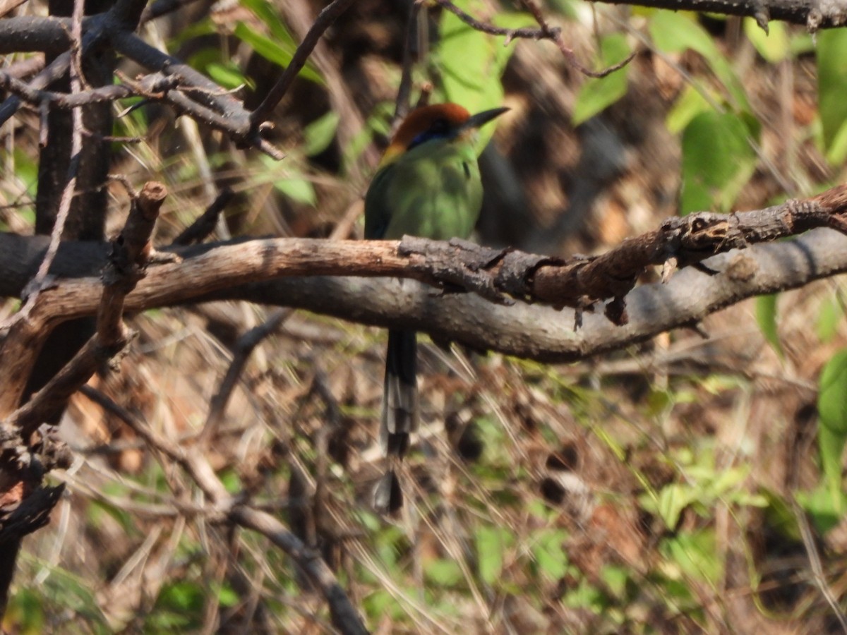 Russet-crowned Motmot - ML647036138