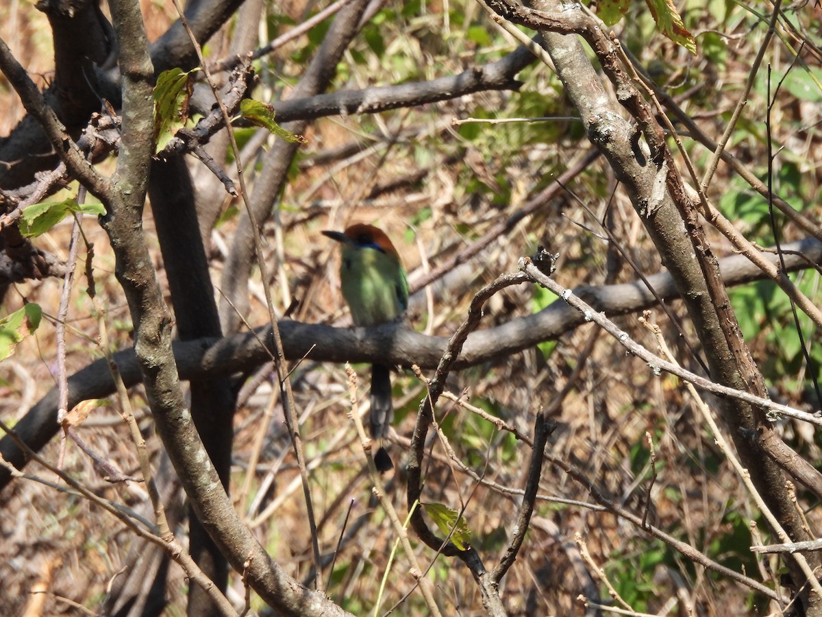 Russet-crowned Motmot - ML647036139