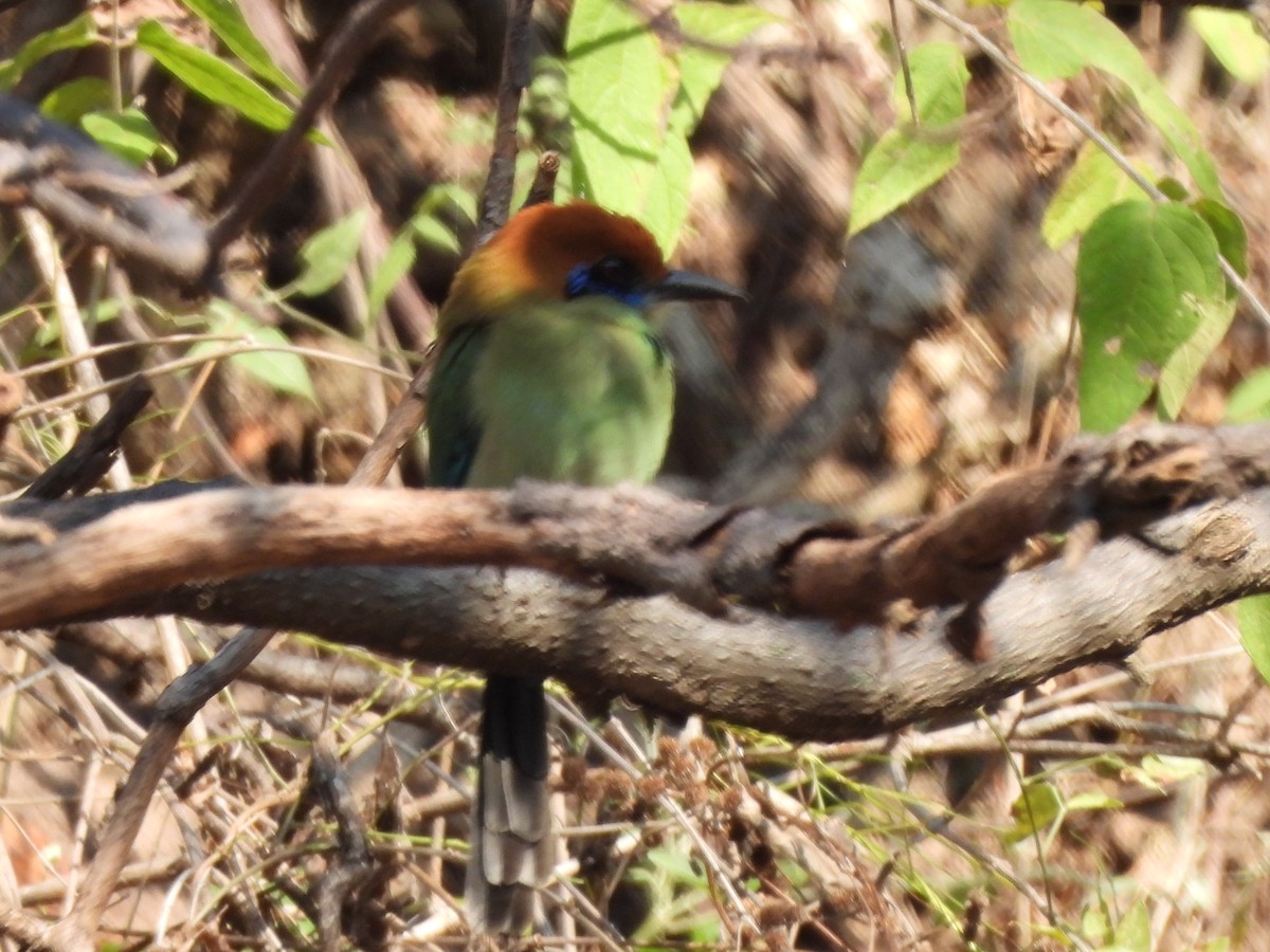 Russet-crowned Motmot - ML647036140