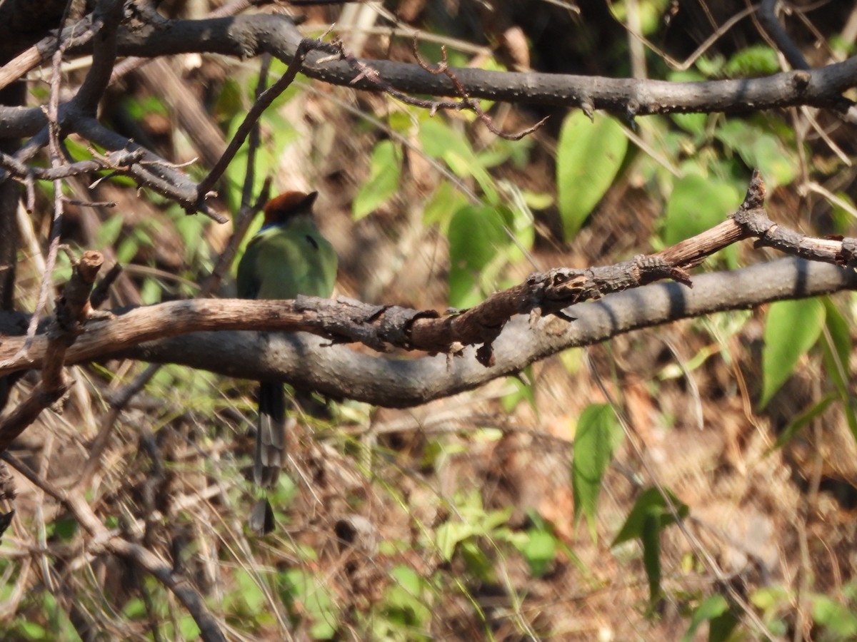 Russet-crowned Motmot - ML647036141