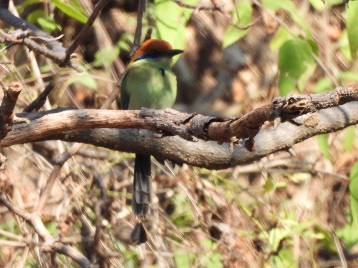Russet-crowned Motmot - ML647036142