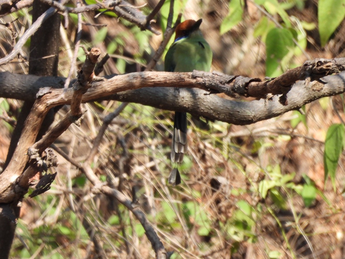 Russet-crowned Motmot - ML647036143