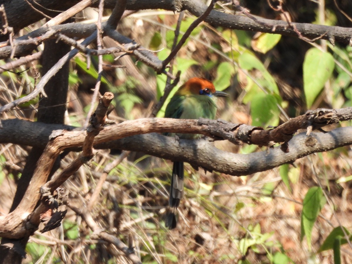 Russet-crowned Motmot - ML647036144